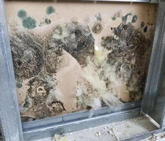 Mold in a school wall