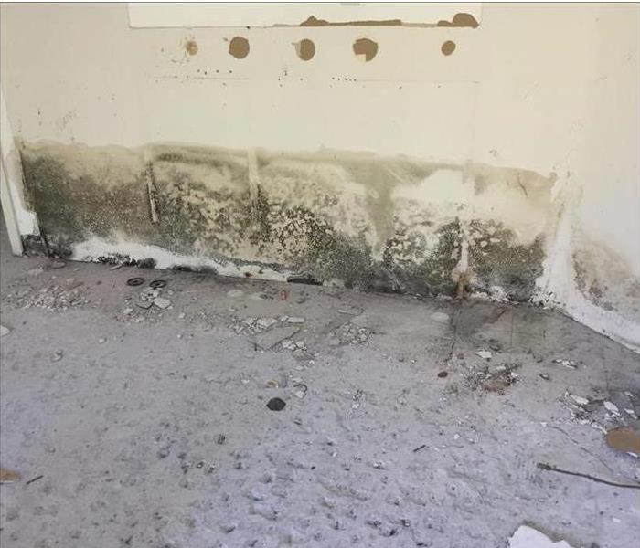 Wall covered in mold